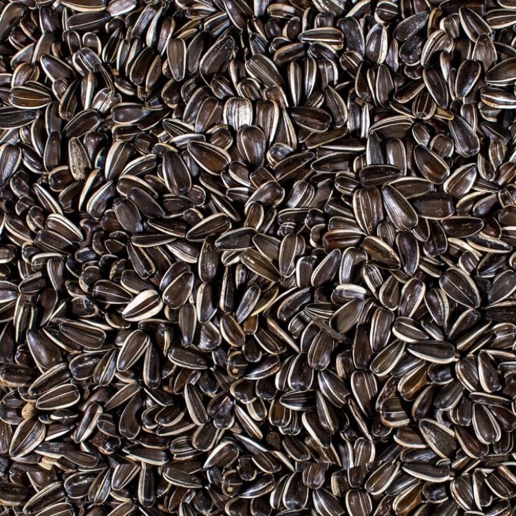 Stripped Sunflower seeds